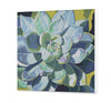 Planta suculenta (SC0830)